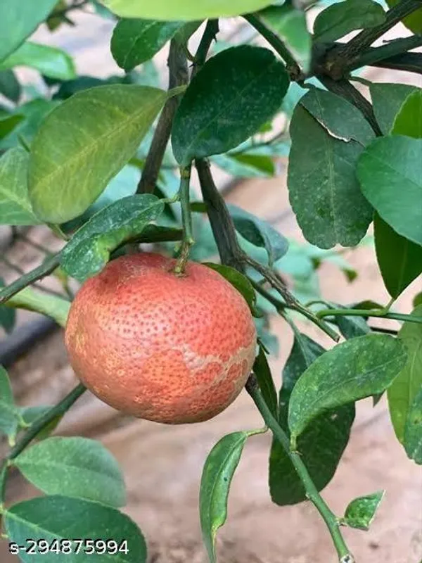 Red_Lemon_Fruit_Tree_Plant