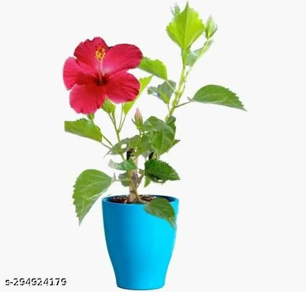 Gudhal_Flower_Pink_Joba_Plant