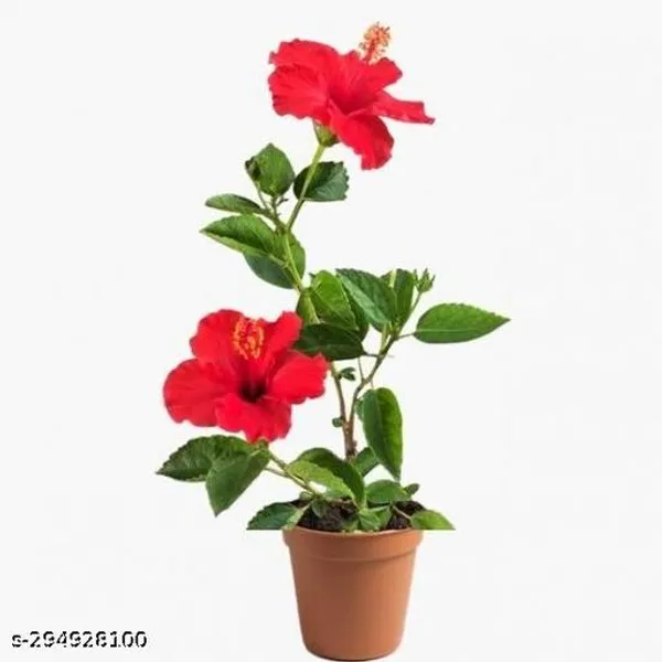 F1_Red_Joba_Flower_Plant