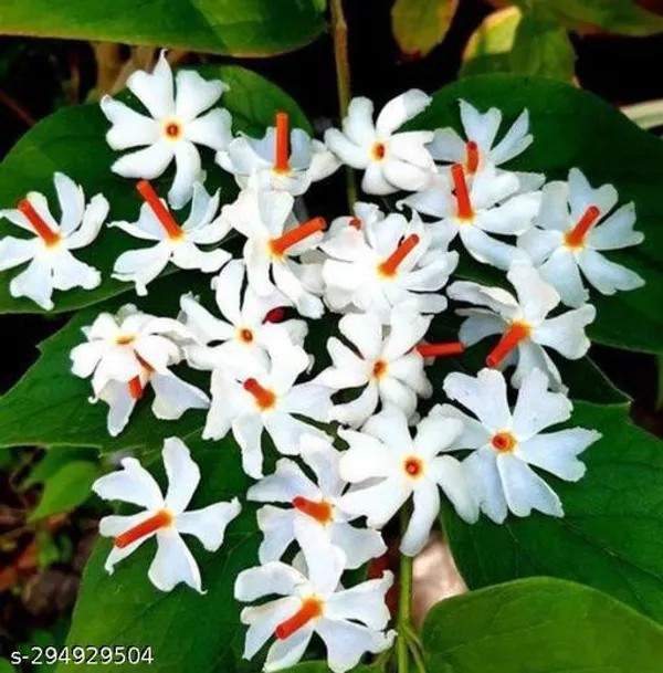 Shiuli_Flower_Parijat_Flower