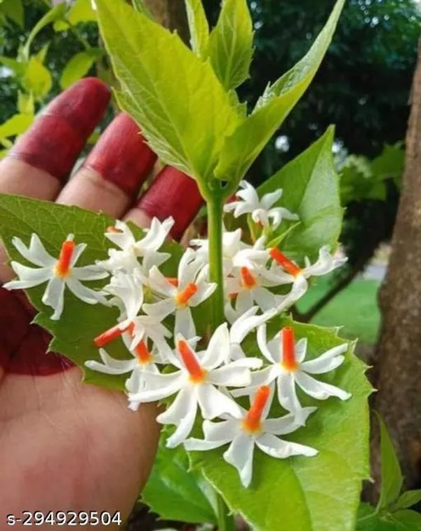 Shiuli_Flower_Parijat_Flower