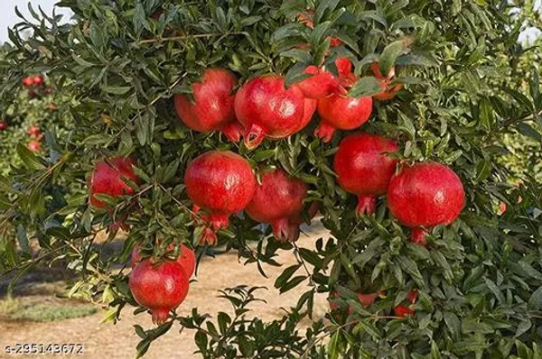 Hybrid_Dalim_Annar_Fruit_Plant