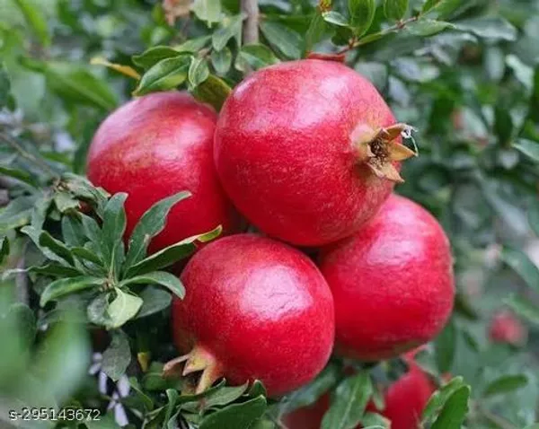 Hybrid_Dalim_Annar_Fruit_Plant