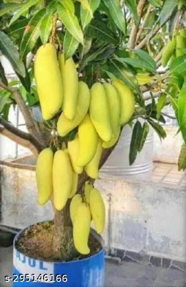 Banana_Grafted_Mango_Plant