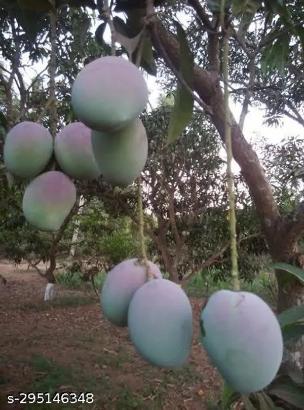Icargoa_Mango_Tree_Plant