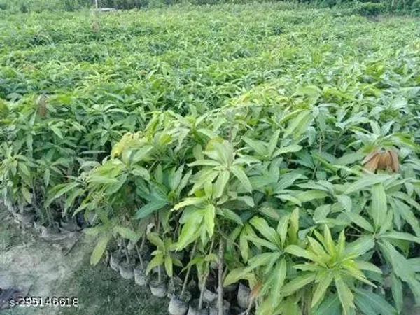 Best_Quality_Mango_Fruit_Plant