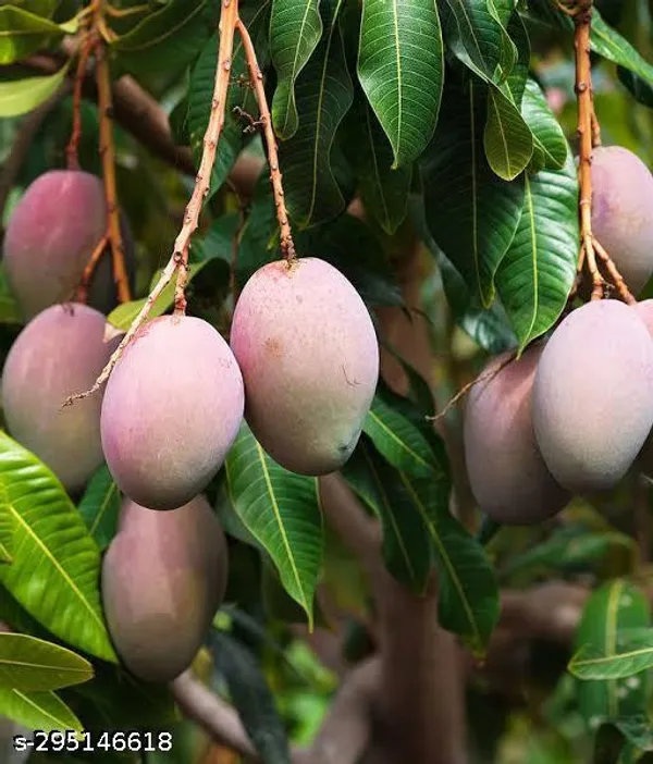 Best_Quality_Mango_Fruit_Plant