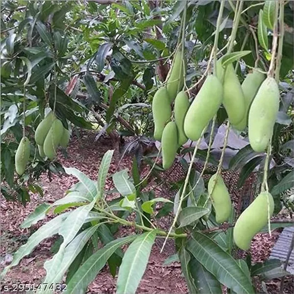 Thailand_Banana_Mango_Grafted_Plant