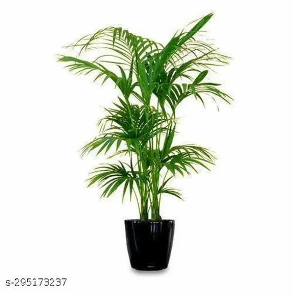 Air_Purifying_Areca_Palm_Tree_Plant