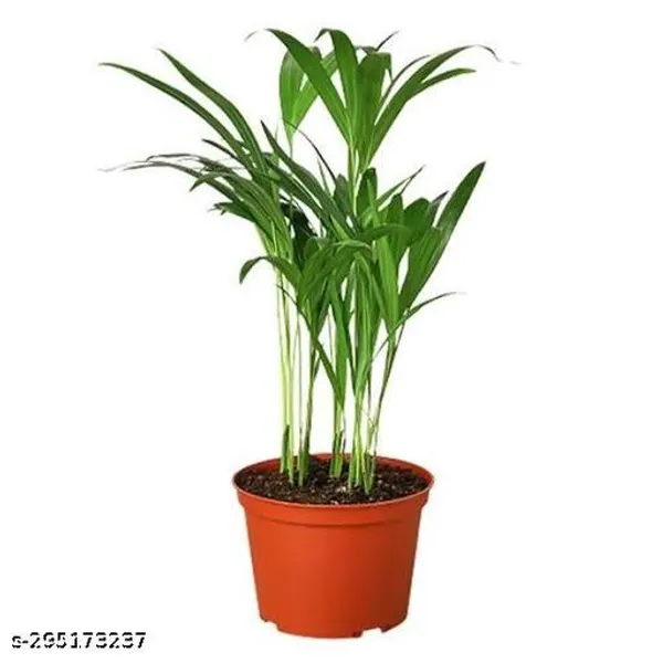 Air_Purifying_Areca_Palm_Tree_Plant