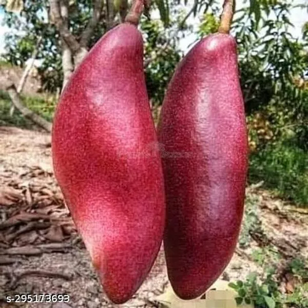 Sweet_Red_King_Mango_Tree_Plant
