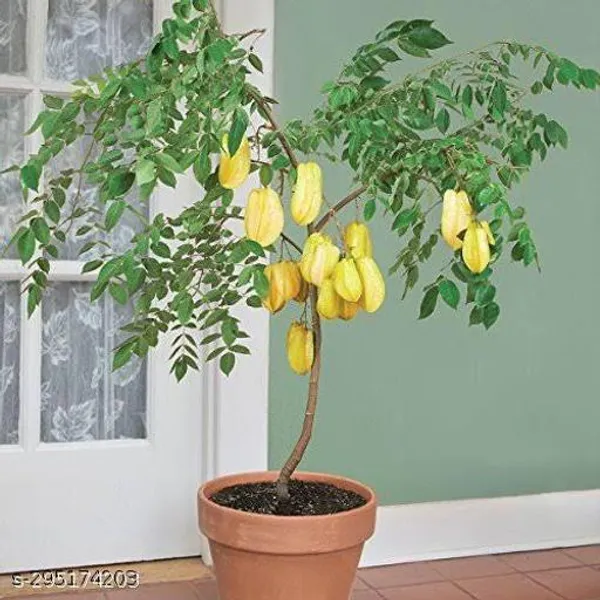 Plant_Paradise_Grafted_Star_Fruit_Plant