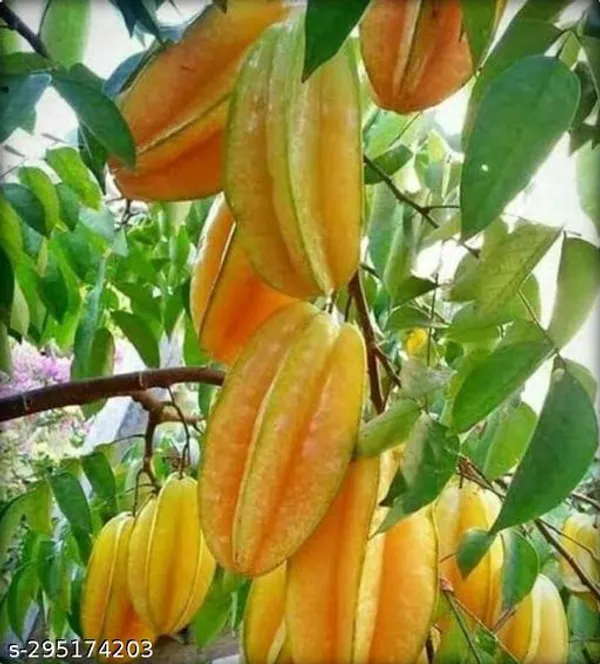 Plant_Paradise_Grafted_Star_Fruit_Plant