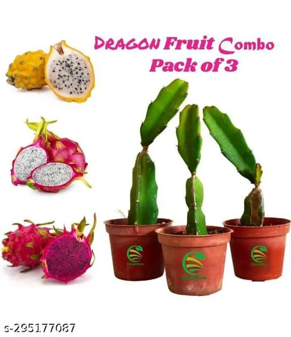 Dragon_Fruit_Combo_Pack_Of_3