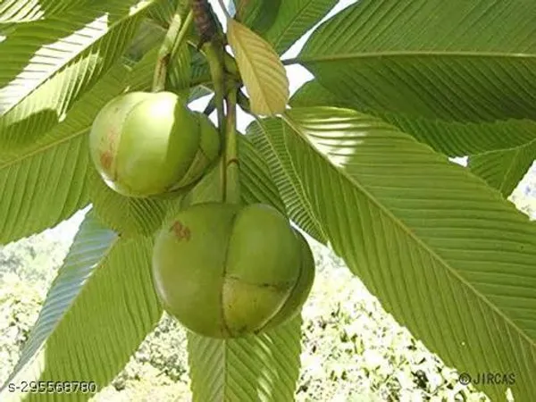 Chalta_Fruit_Tree_Plant