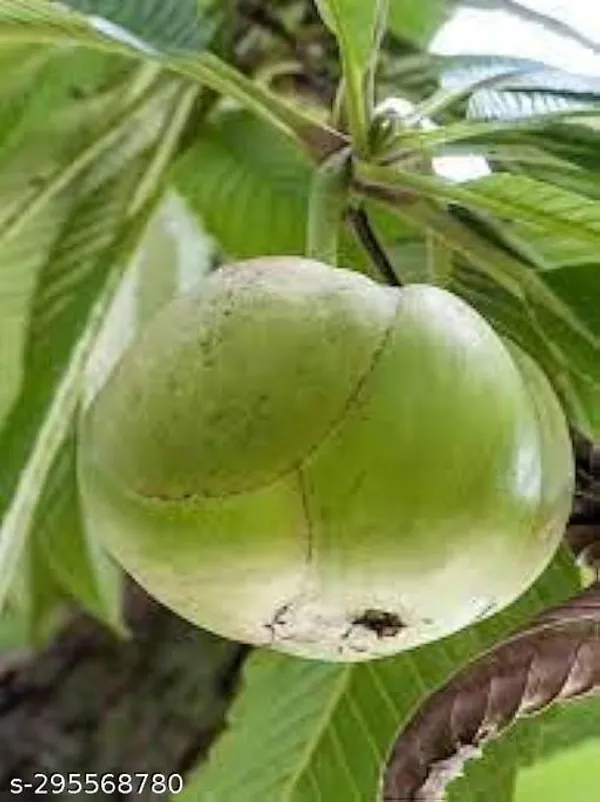 Chalta_Fruit_Tree_Plant