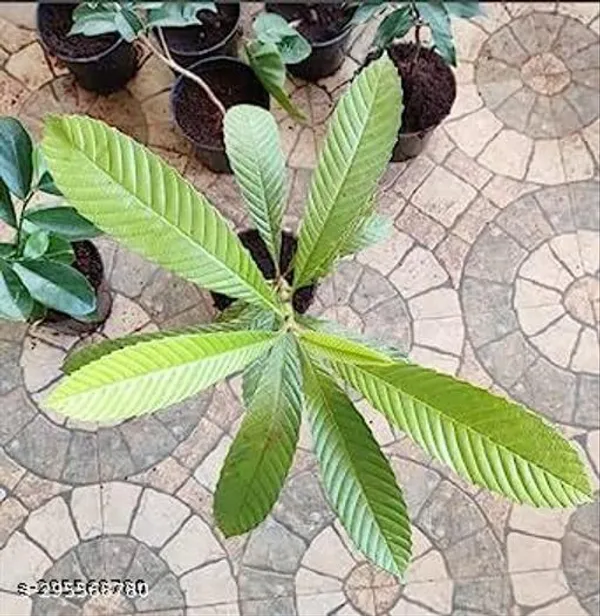 Chalta_Fruit_Tree_Plant