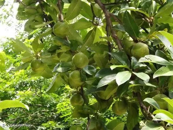 Chalta_Fruit_Tree_Plant