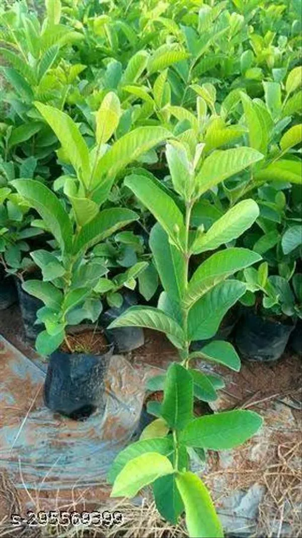 Guava_Piyara_Fruit_Tree_Plant