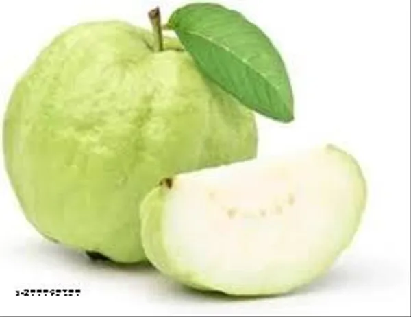 Guava_Piyara_Fruit_Tree_Plant