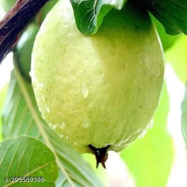 Guava_Piyara_Fruit_Tree_Plant