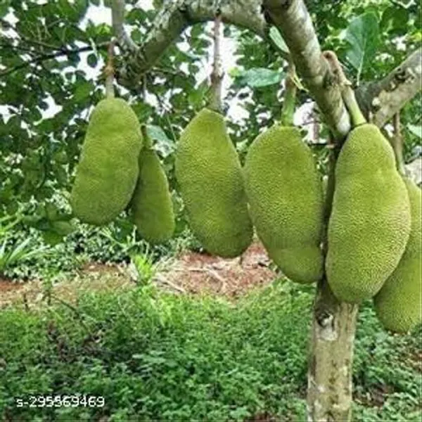 Hybrid_Jackfruit_Fruit_Tree_Plant