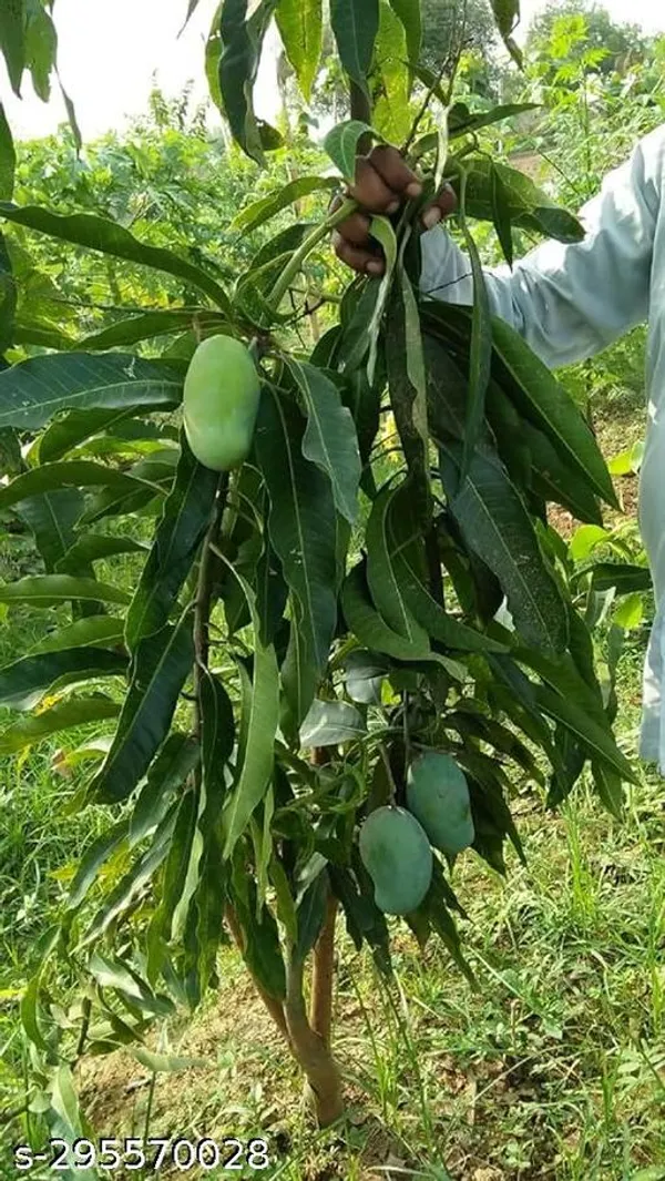 Amrapali_Mango_Tree_Plant