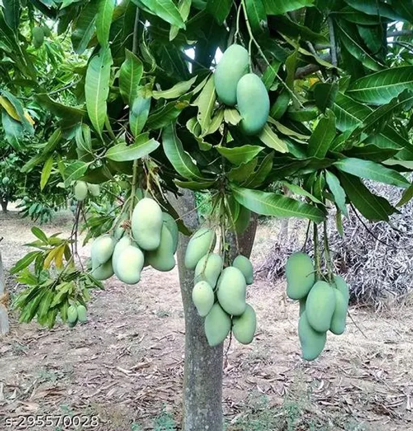 Amrapali_Mango_Tree_Plant
