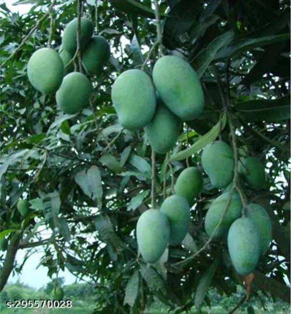 Amrapali_Mango_Tree_Plant