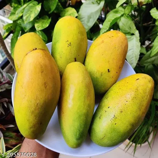 Amrapali_Mango_Tree_Plant