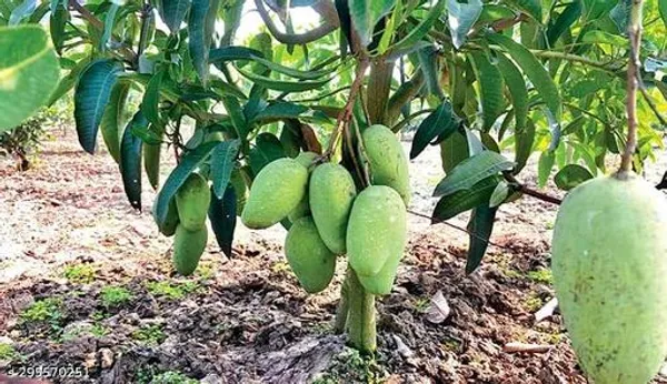 Thai_Katimon_Mango_Tree_Plant