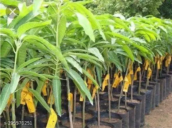 Thai_Katimon_Mango_Tree_Plant