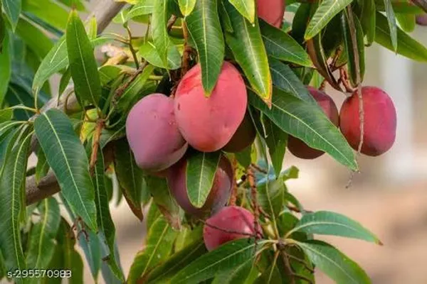 Best_Quality_Red_Mango_Tree_Plant