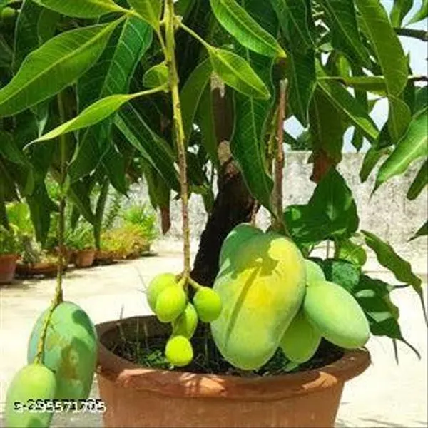 Glenn_Mango_Fruit_Tree_Plant