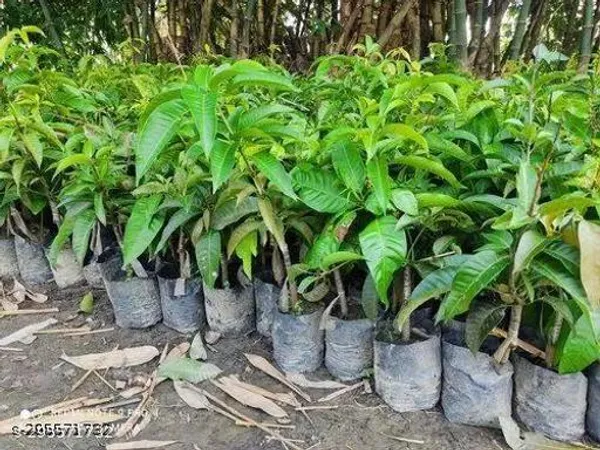 Totapuri_Mango_Grafted_Fruit_Tree_Plant
