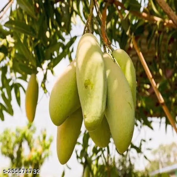 Totapuri_Mango_Grafted_Fruit_Tree_Plant