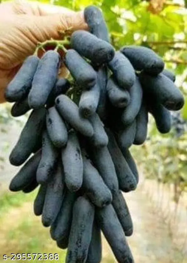 Grapes_Plant_Hybrid_Plant