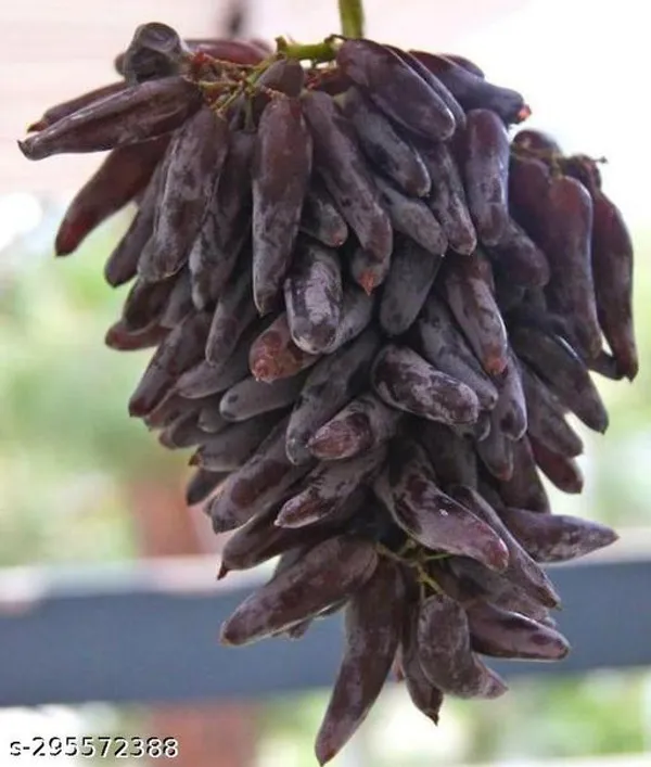 Grapes_Plant_Hybrid_Plant