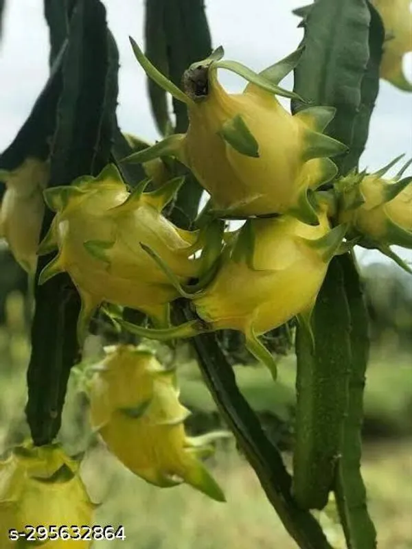 Best_Quality_Yellow_Dragon_Fruit_Plant_Pack_Of_3