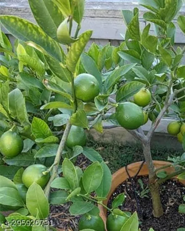 Dwarf_Lemon_Tree_Plant