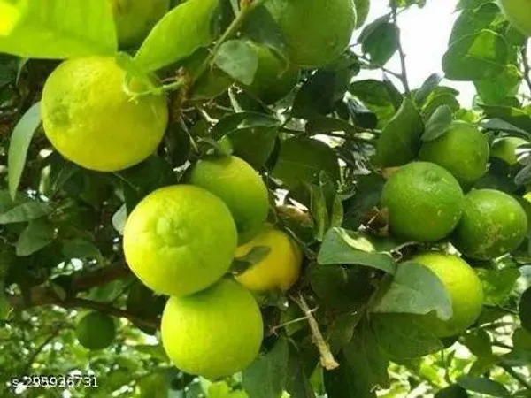 Dwarf_Lemon_Tree_Plant