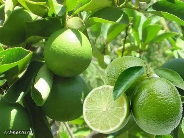 Dwarf_Lemon_Tree_Plant