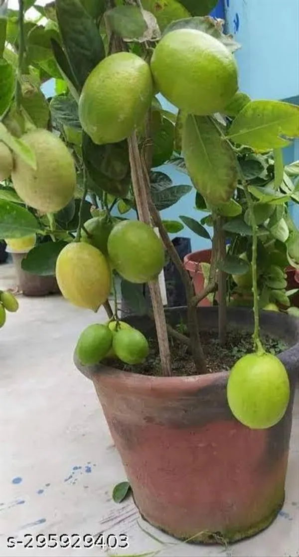 Lemon_Tree_Plant_Seedless