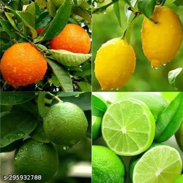 Combo_Pack_Of_Hybrid_Pati_Lemon_Seedless_Lemon_Malta_Lemon_Orange_Fruit_Plant_Pack_Of_4
