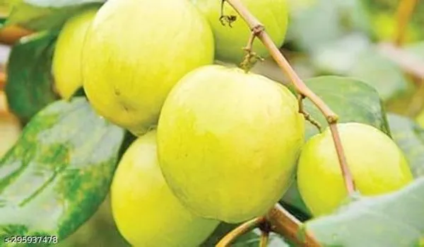 Apple_Kul_Ber_Hybrid