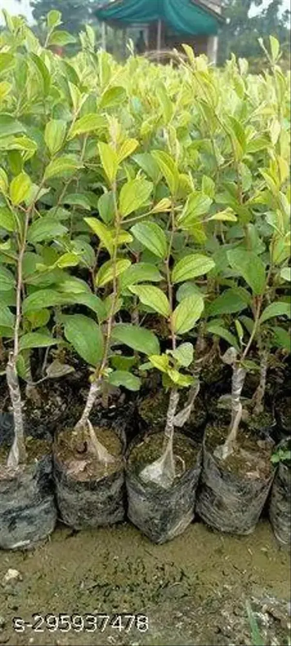 Apple_Kul_Ber_Hybrid