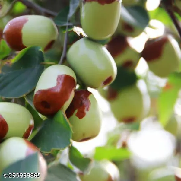 Red_Sundari_Apple_Ber_Kul_Jujube_Fruit_Plant