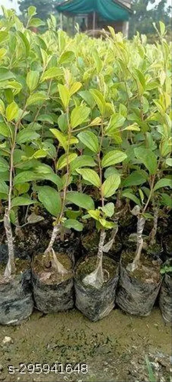 Thai_Green_Apple_Kul_Ber_Plant
