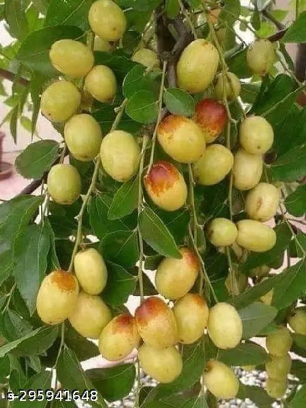 Thai_Green_Apple_Kul_Ber_Plant