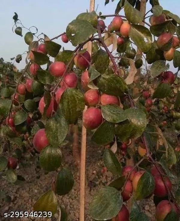 Grafted_Red_Hybrid_Ber_Kul_Plant